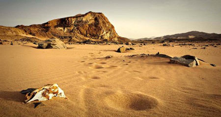 Los desiertos de la vida